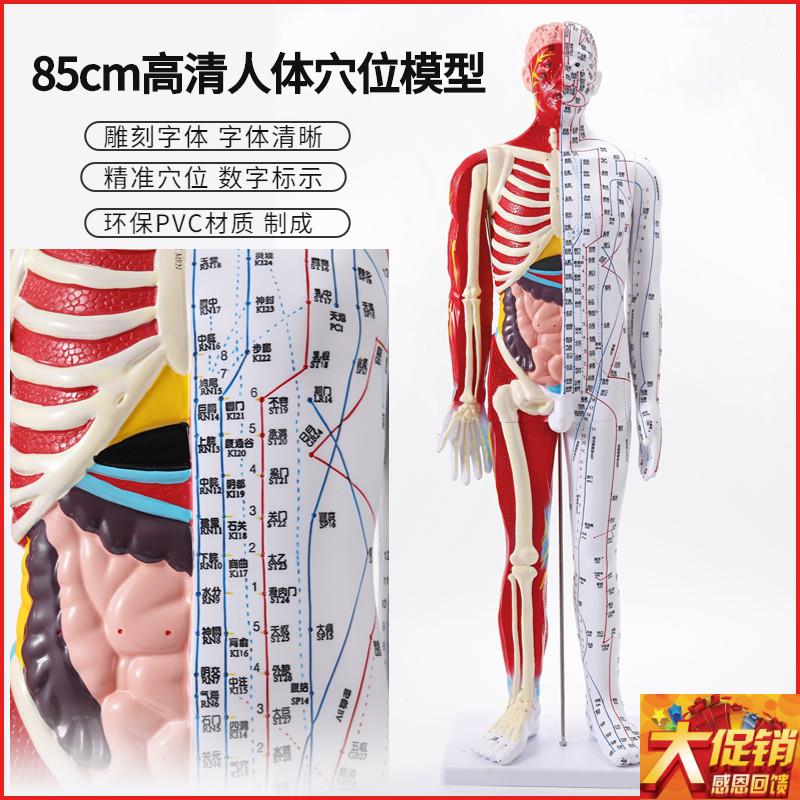 85cm高清中医针灸穴位模型图教学全身I家用十二经络人体解剖大铜