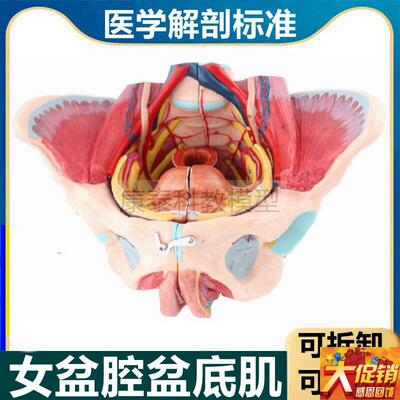 女盆底肌模型盆腔器官会阴生殖泌尿肛G周产康家政月子产后修复培