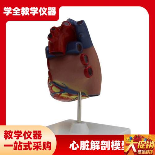 心脏解剖模型(3倍大)可拆卸教学模型仿真L三倍大心脏模型生物教具