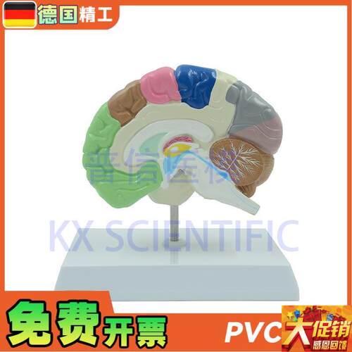 德国】KX-A6121 普r信  大脑模型 人体彩色右半脑功能区医药礼品
