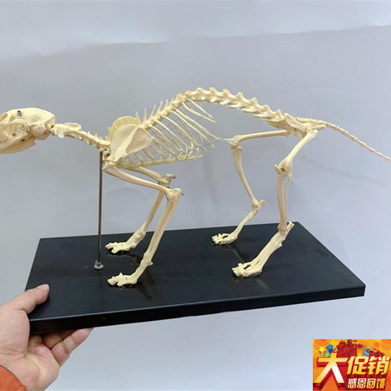 骨科器械 狗骨骼标本模型 宠物动物狗猫犬 教学骨架骨Y头 骨骼模