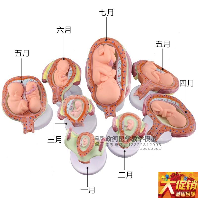 妊娠胚胎发育模型 计划生t育模型 婴儿胎儿发育过程模型 生殖模型
