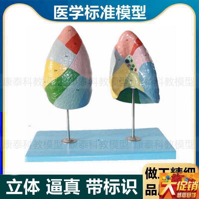 支气管肺段模型h肺组织肺叶人体肺结构解剖医用教学仪器生物课器