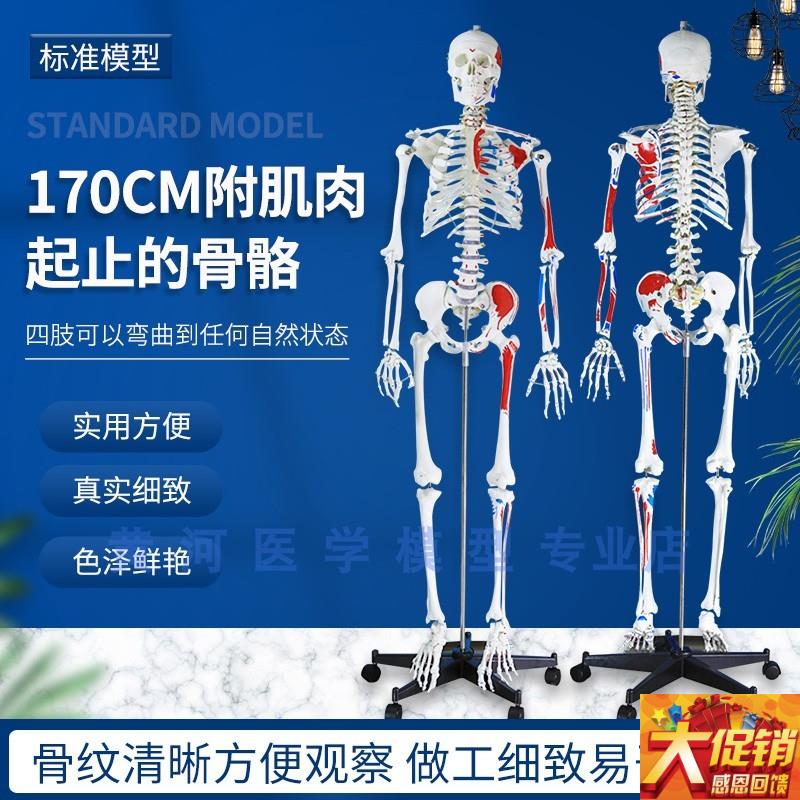 170cm人e体大骨骼模型 骨架附肌肉起止点 骷髅骨架标本 肌肉着色
