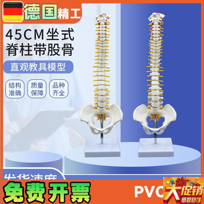 45CM人体脊柱模型人体骨骼骨架脊椎椎F间盘神经颈椎胸椎 尾椎 骨