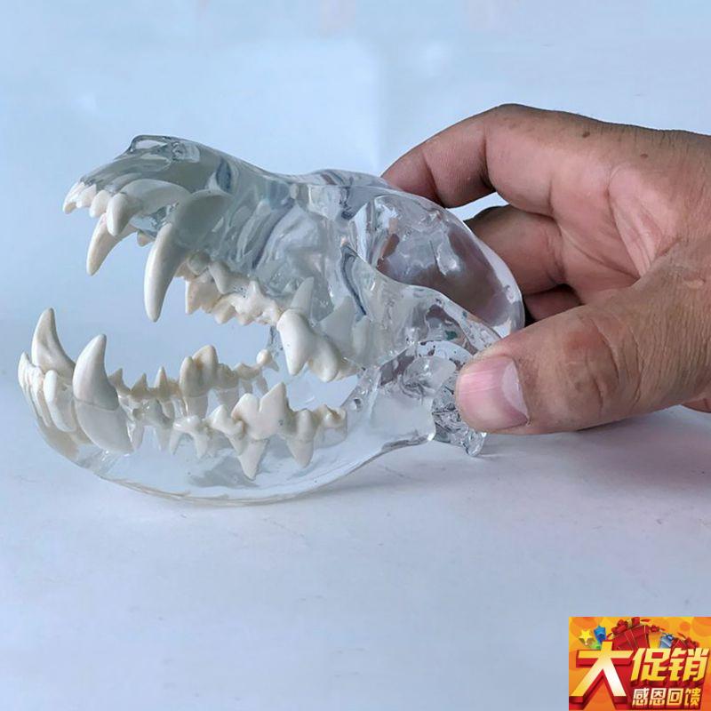 狗头骨模型水晶透明艺o术摆件装饰品犬科动物口腔牙齿兽医药促销