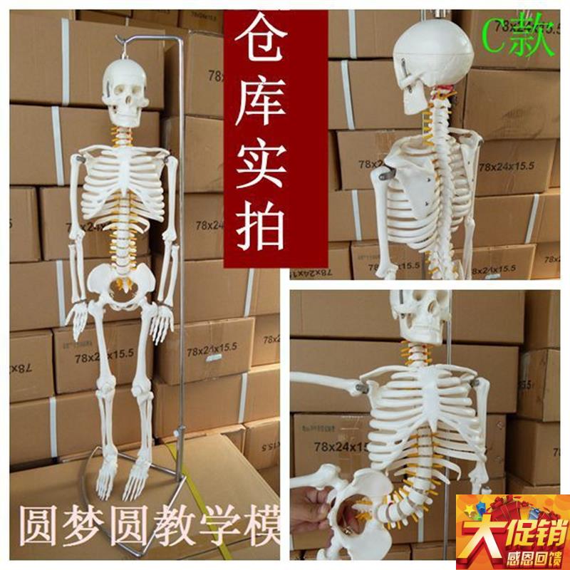 高端仿真医用医学头骨标本人体骨骼脊神经骨N架教学骷髅解剖学模