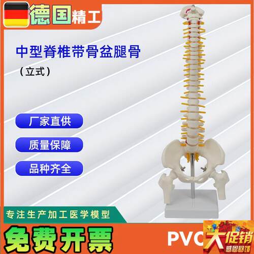 中型脊椎带骨盆腿r骨模型立式人体脊椎教学模型