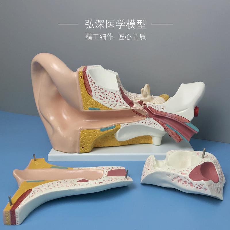 耳朵放大模型g五倍耳道人体器官解剖结构儿童教学模具弘深医学模