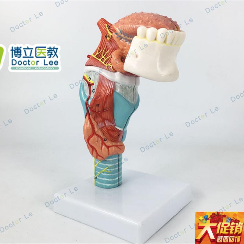 人体喉舌牙h模型咽喉解剖舌头模型甲状腺模型器官