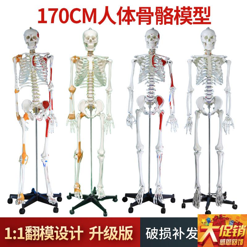 170cm人体骨骼模型 骨架 人体模型 成人小N白骷髅教学脊椎全身标