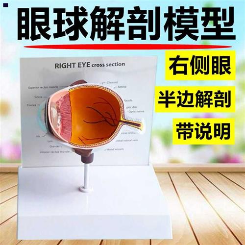 高档眼底模型眼球结构视网膜晶状体白内障演变病理放Q大3倍6倍可