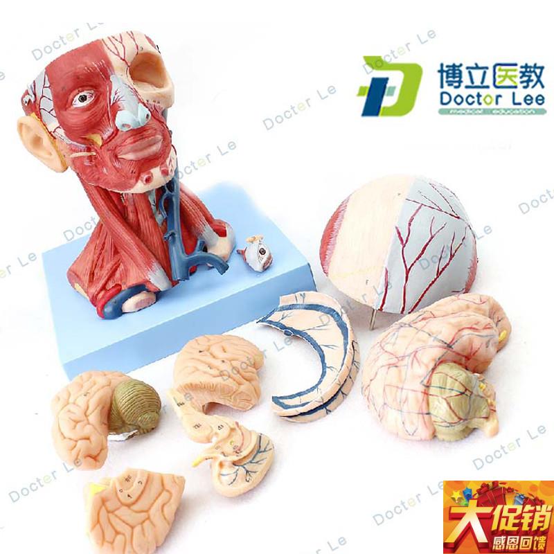 医学人体头颈部肌肉 血管附脑 头颅P脑模型 神经科教学
