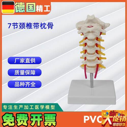 自然大7节颈椎带o枕骨模型颈椎医用教具教学模型直销