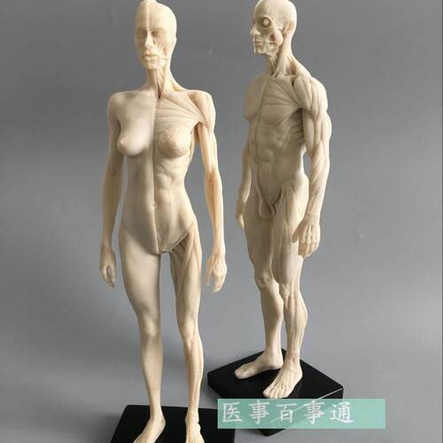 设计绘画CG参考医用头骨u胸像 艺用人体肌肉骨骼解剖结构模型白胚