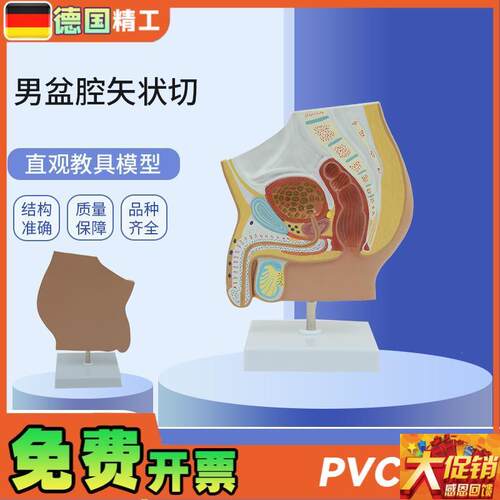 德国】PNT-0577 男性生殖泌尿盆腔系统骨盆正中R矢状切模型 男盆