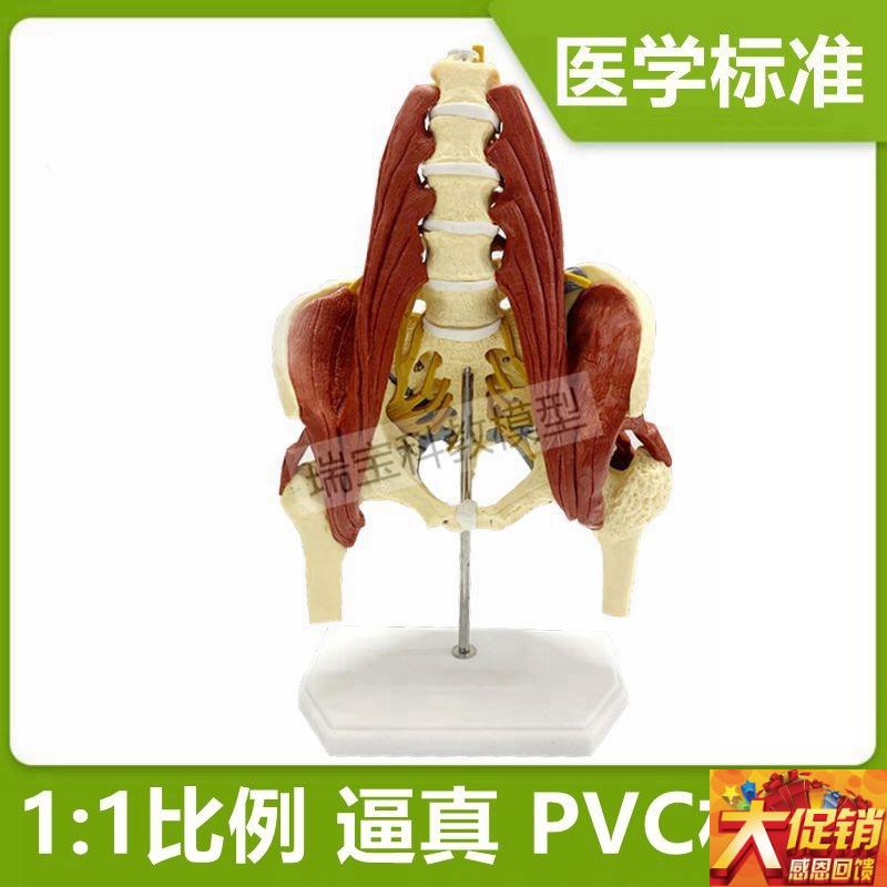 腰椎带肌肉模型人体脊p柱盆骨可拆卸女性骨盆腰肌神经健身瑜伽教