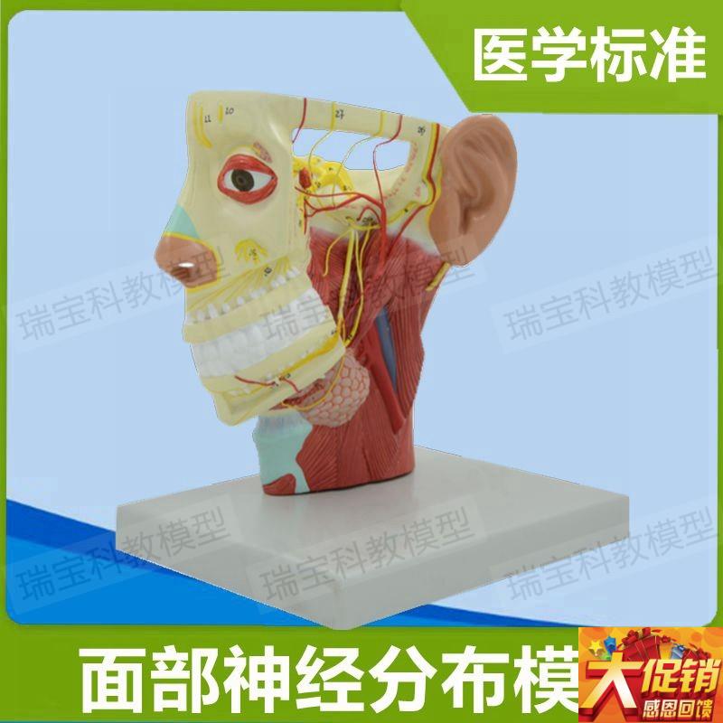 面部神经分布模型动静脉血管深浅层肌肉颅脑外科医用解Z剖医美整