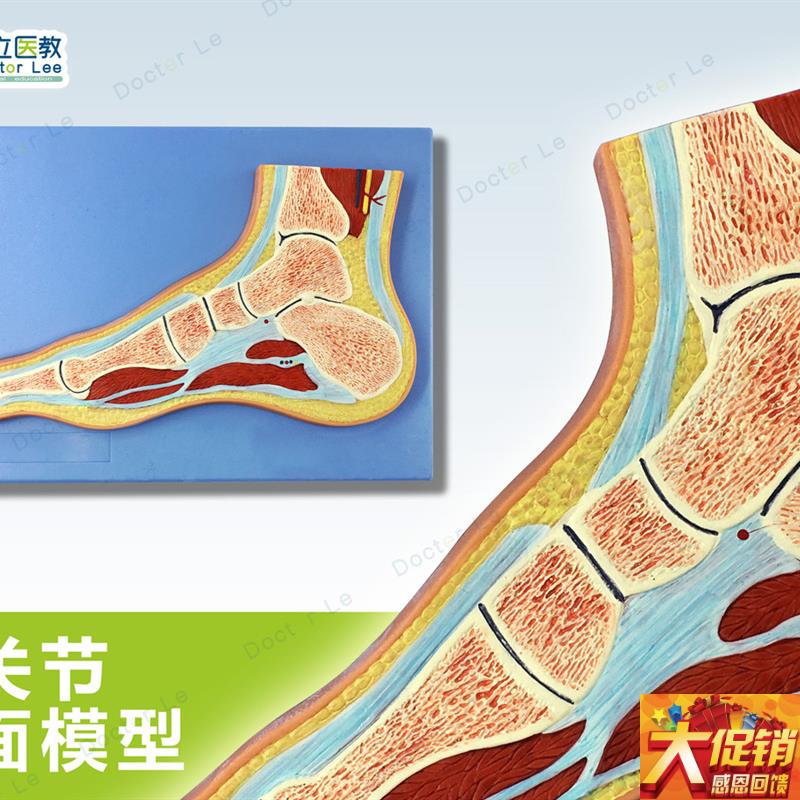 人体断层扫描 足关节切q面 浮雕脚关节断层解剖学模型 ct运动解剖