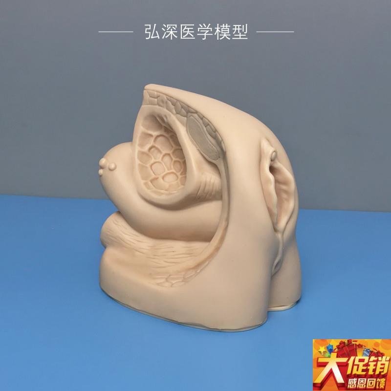 女性内外生殖器官模型导r尿练习演示人体生殖系统结构膀胱医学教