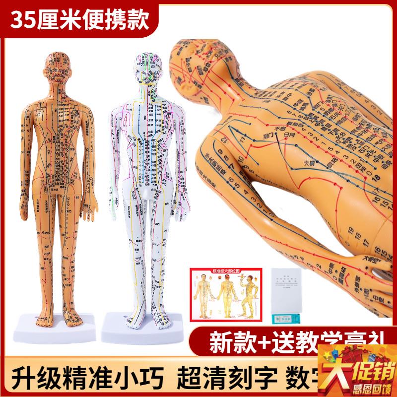 超清晰经络d穴位针灸小人模35cm针炙穴位人体中医迷你穴位人体模