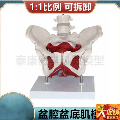 女骨盆模a型 盆腔器官 盆底肌会阴解剖 产科临床教学 家政月嫂培