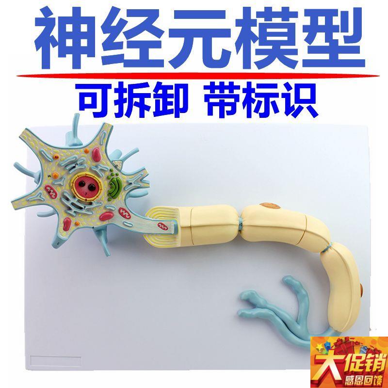 神经细胞模型可拆卸带标识胞体突触D神经传导反射弧结构脊髓颈椎