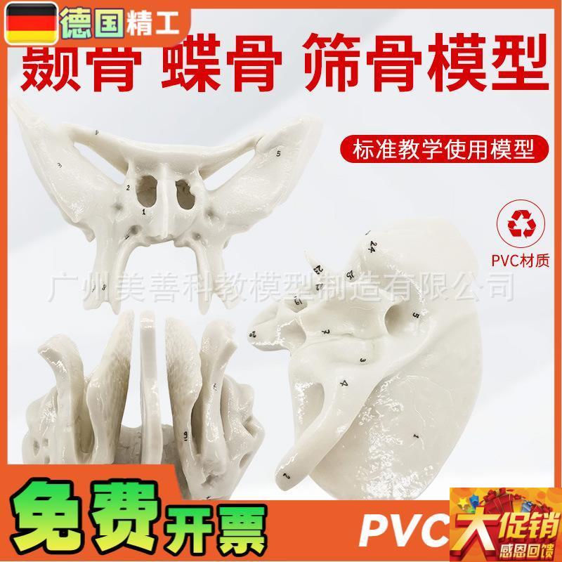 颞骨蝶骨筛骨放大骨骼模s型 人体骨骼解剖模型 骨科医学骨骼教具