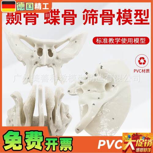 颞骨蝶骨筛骨放大骨骼模s型 人体骨骼解剖模型 骨科医学骨骼教具