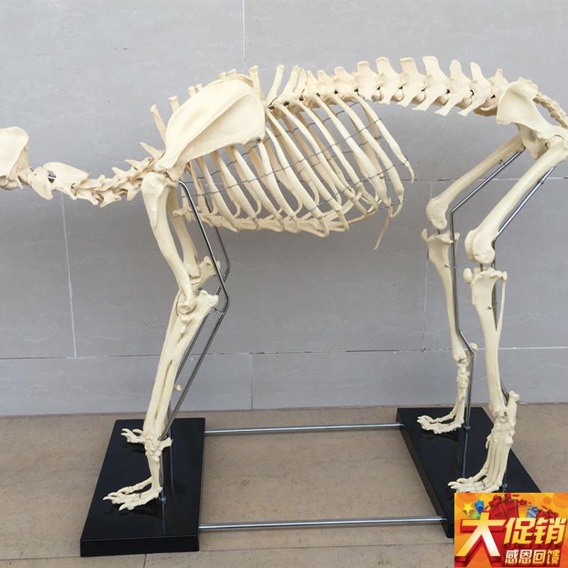 狗骨架动b物骨骼犬科犬骨架犬骨骼宠物兽医教学模型教仪教具骷髅
