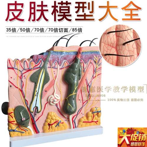 立体皮肤模型 皮肤切面模型 皮肤层次结H构 皮肤放大模型 美容整