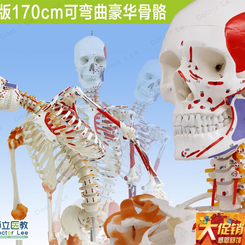 人体170cm骨骼骨架模型韧带标肌肉起H止可弯曲脊柱教学瑜伽健身房
