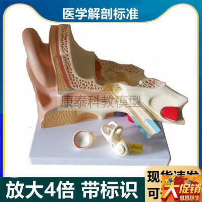 人耳朵解剖模型放大4q倍可拆卸带标识内耳迷路鼓膜听小骨听觉器官