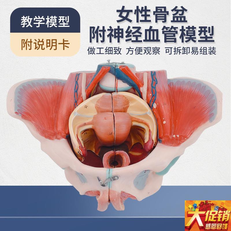 女性人体骨盆附生殖n器官血管神经肌肉解剖分娩演示教学盆底肌模