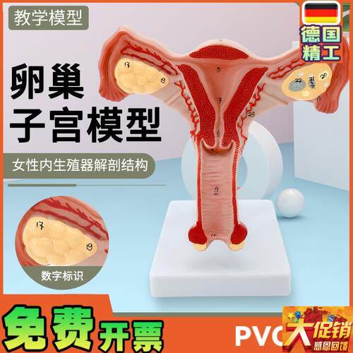 人体子宫模型 教具模具 阴道卵巢 解剖J 医学女性仿真女性生殖模