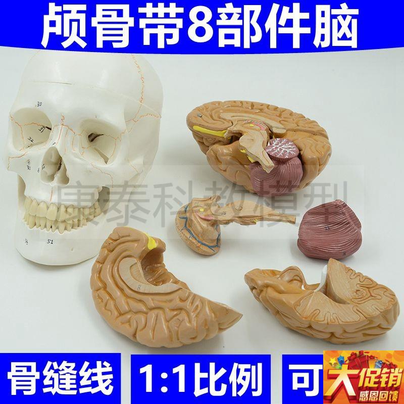 艺用头骨模型彩色颅骨带脑模型拆8部件医学教具美术X绘画塑胶骨髅