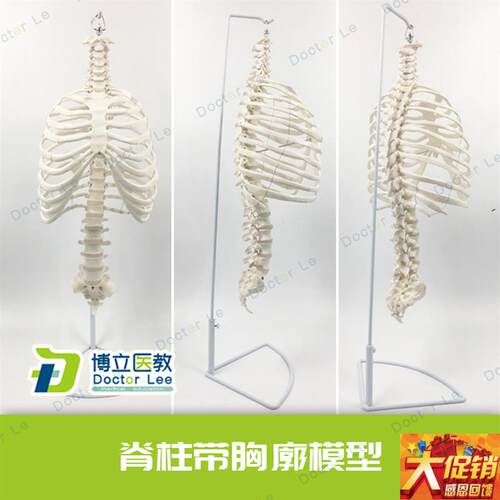 医学人体脊柱胸廓结m构模型 脊椎整骨胸骨肋骨胸腔骼 骶骨尾骨模