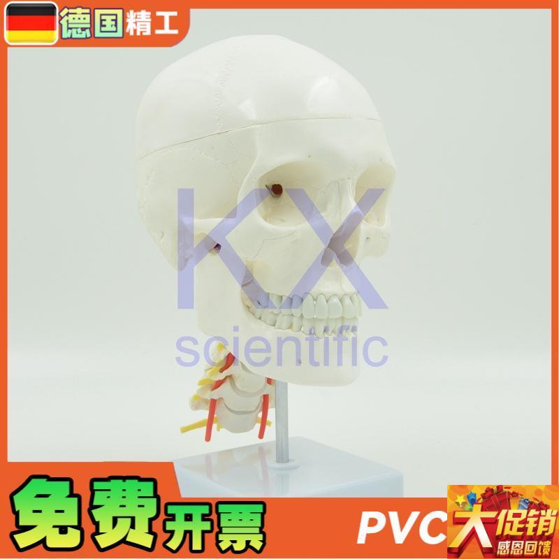 德国】自然大可拆白头骨带颈w椎神经模型1比1骨科医学教学口腔颅