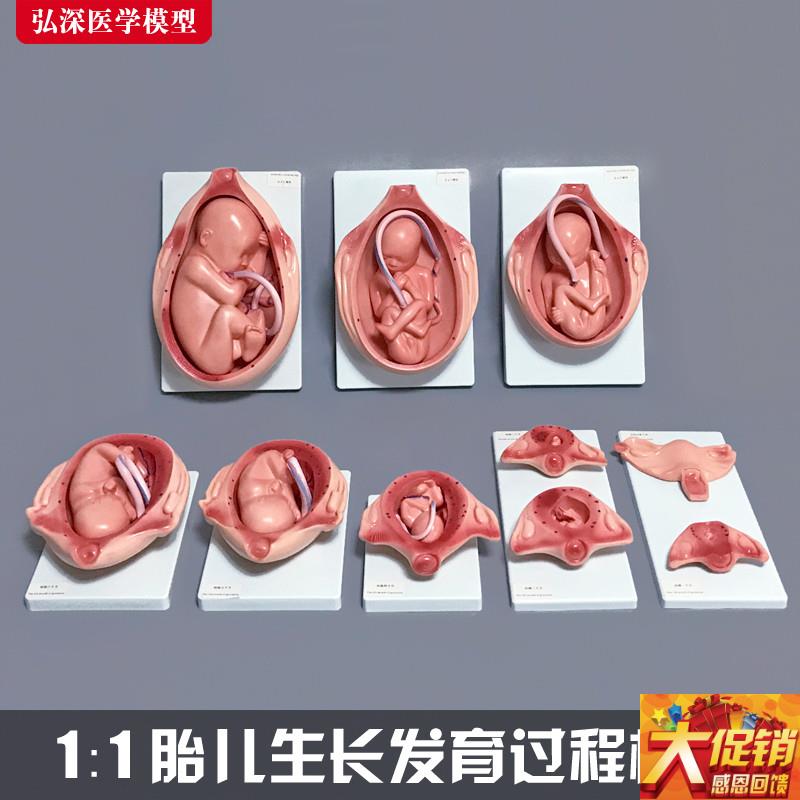 胎儿生长发育过程模型女性怀u孕妊娠十月分娩妇幼保健妇产科学1比