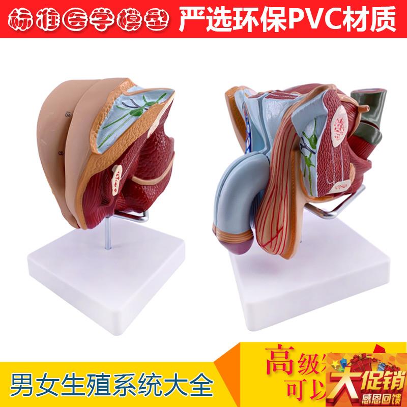 教学仿真男性生殖器泌尿系统标本内外生殖器睾丸解V剖模型医疗教