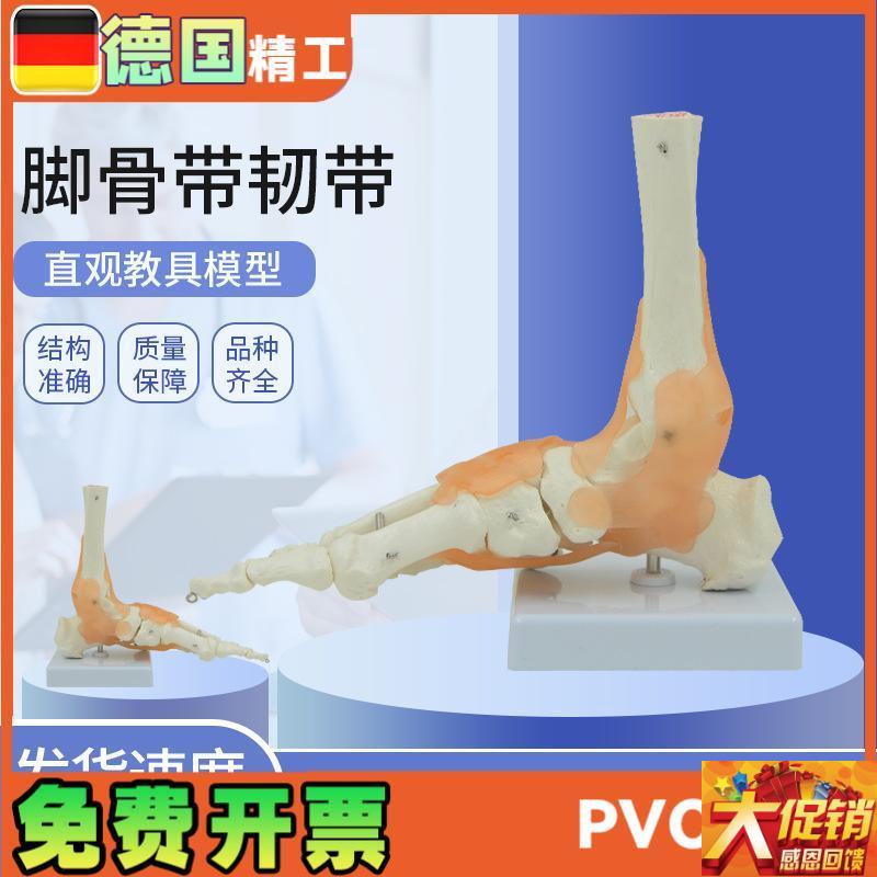 1:1脚关节模型 脚部骨骼足x关节足骨脚骨模型踝关节解剖结构胫腓