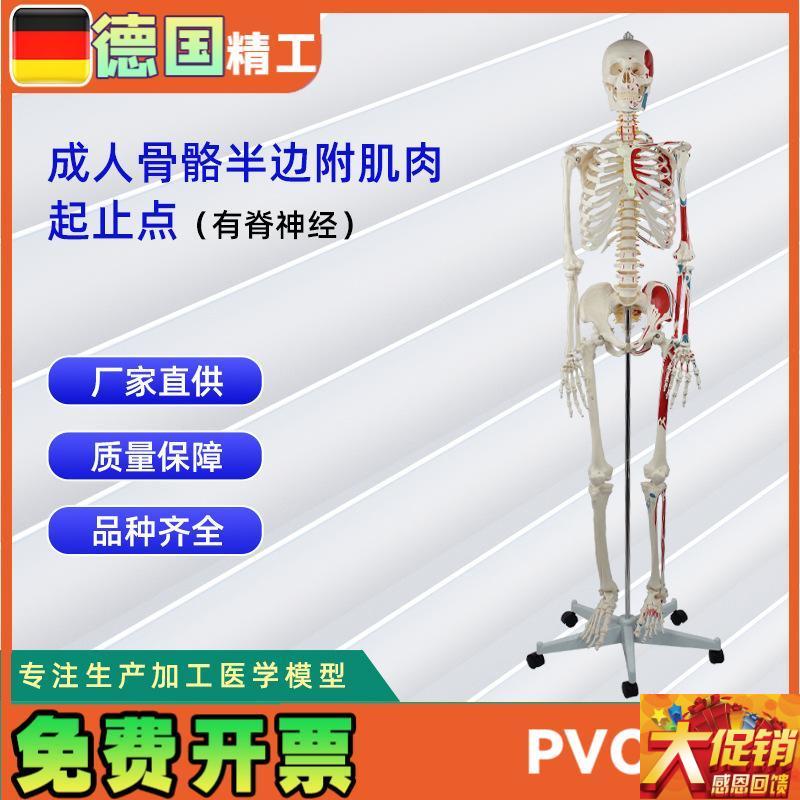 德国】成人骨骼半边附肌肉起止点(有脊神经) 医学W教学模型模具
