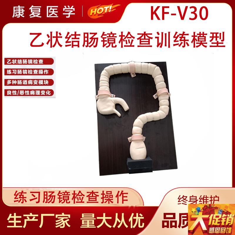 乙状结肠镜检查模型 肠镜检查演示训练教学模型 自然.大肠镜模型