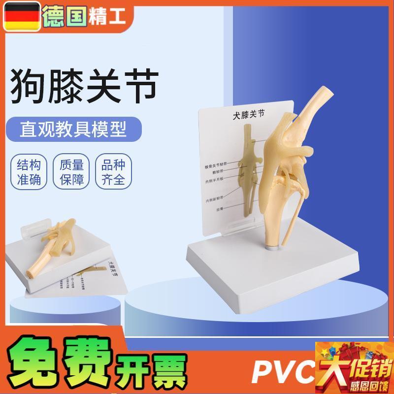 德国】犬骨骼模型仿真PVC材质狗狗膝关节弯O曲韧带腿骨宠物医生诊