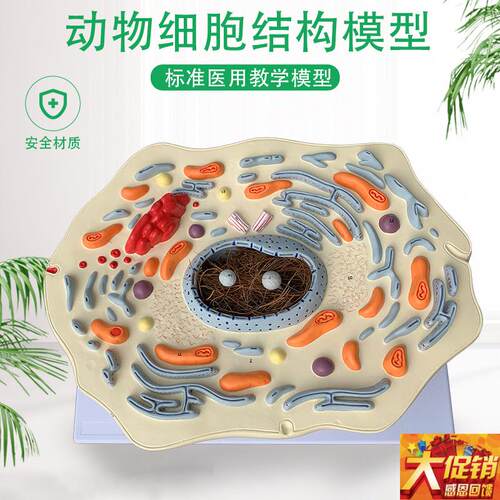 动物细胞亚显微结m构模型医院生物学校教学教具学生学习演示模型