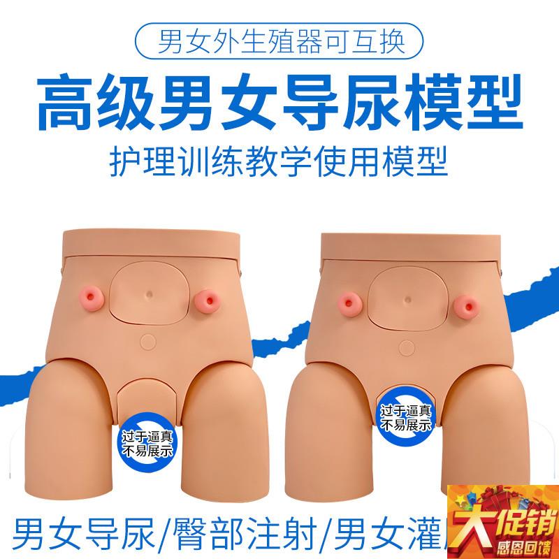 男女性导尿模型 插尿管模型 医学导尿技能操作护S理模特 灌肠模型