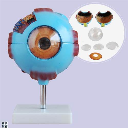 眼球放大模型