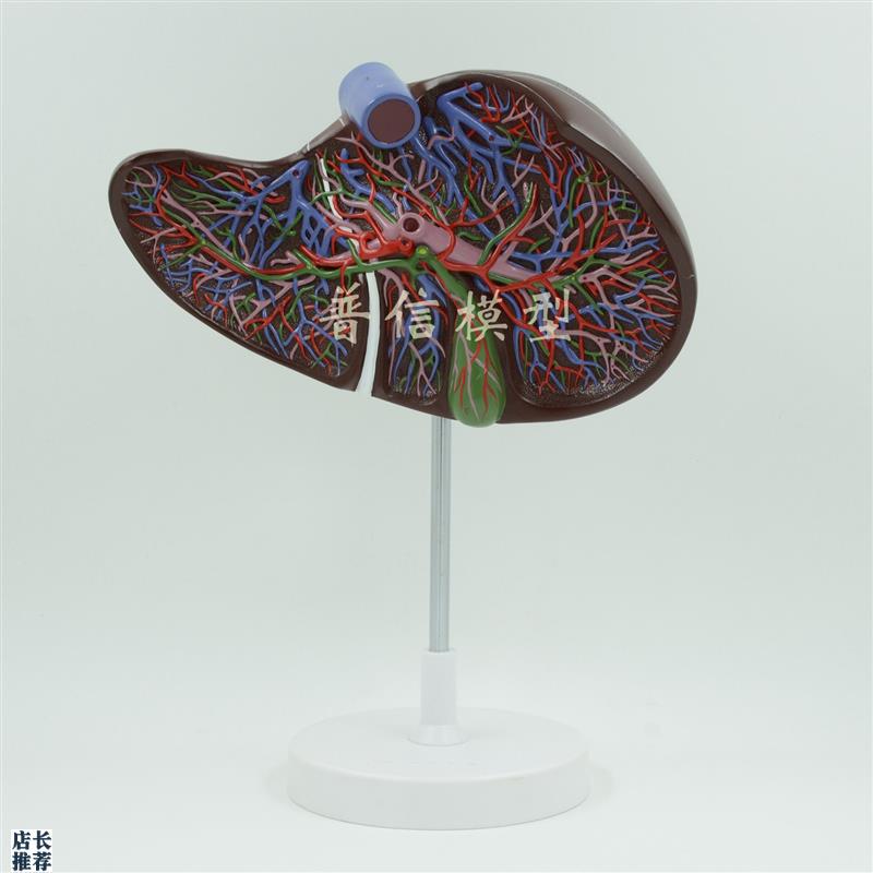 普信肝脏模型带血管肝解剖肝与胆囊L放大模型肝胆消化医用