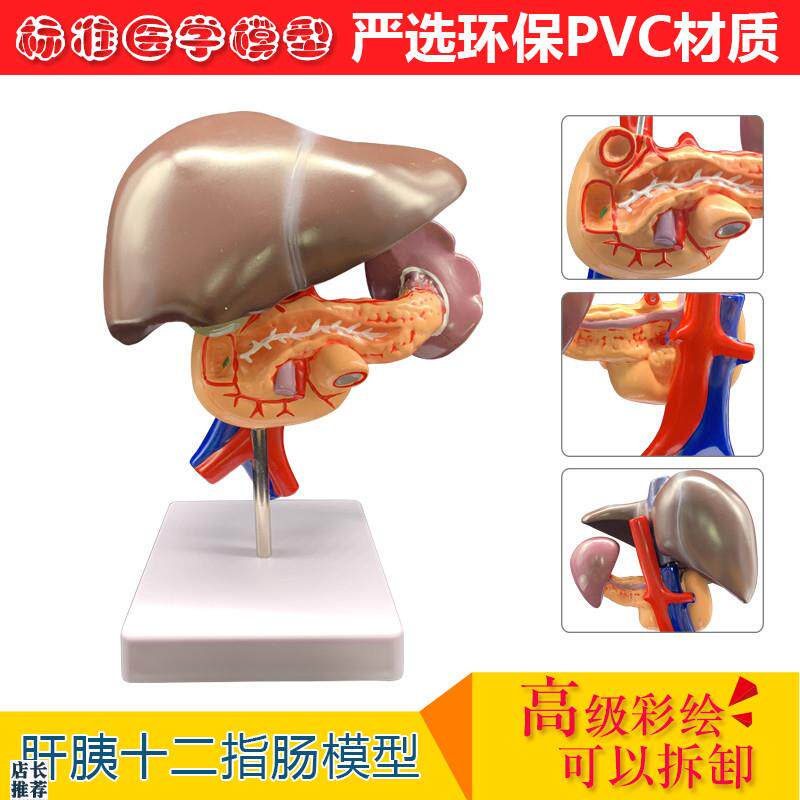 人体肝胰十二指肠模型肝脏解剖模型人体器官模T型医学教学模型
