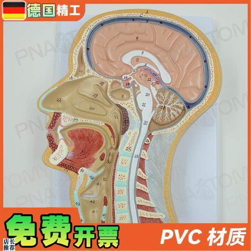 德国】人体头部矢状切面额状w切大脑结构解剖模型医学耳鼻喉科美
